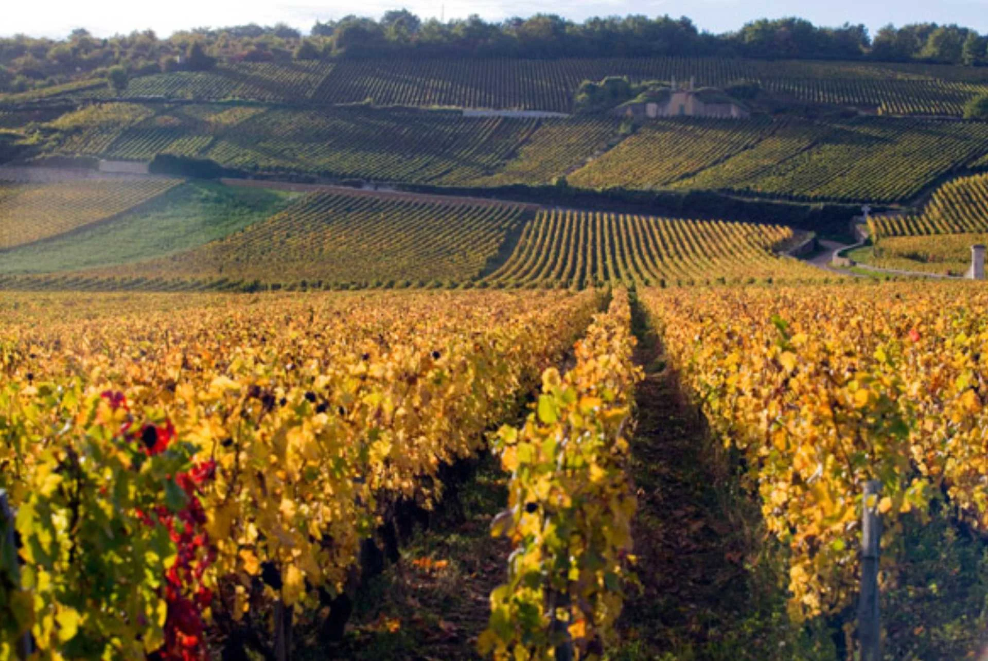 Domaine Arnoux-Lachaux