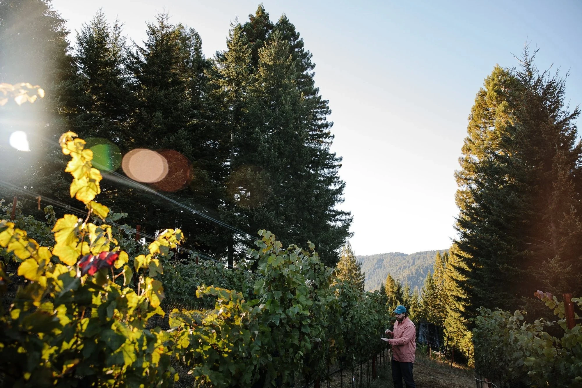 Wentworth Vineyard & Ranch