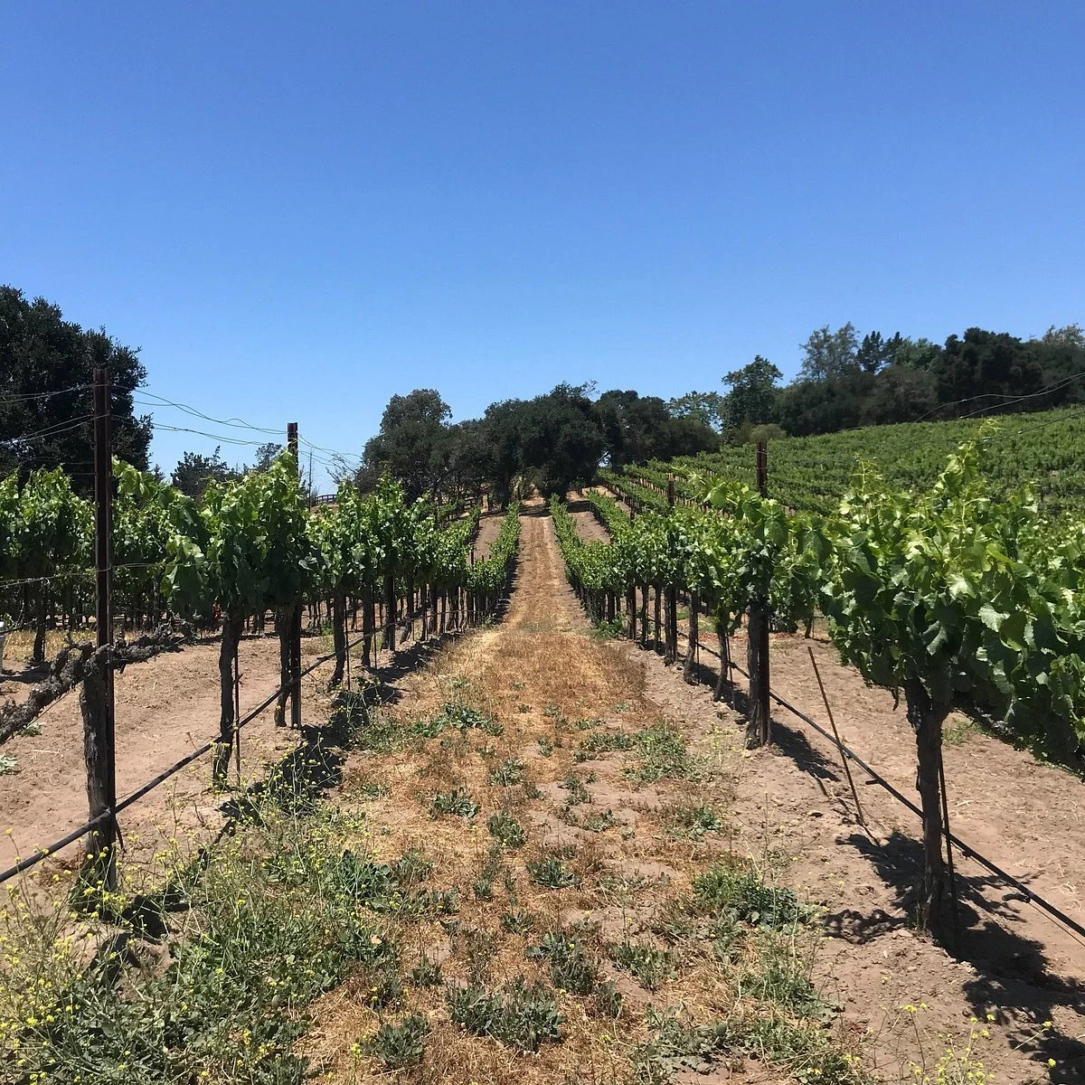 Casa Dumetz Wines