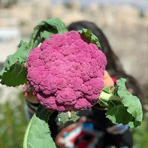 yoghurt, labaneh, butter and cheese. Al Amal Farms near Jerash also work with local shepherds to make our halloumi and Nabulsi cheese. We also work with artisanal Cheese-makers in Amman, like Robou' Al Azraq in Al-Bayader, who produces a selection of delicious Circassian and spec