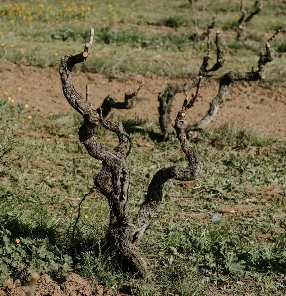 Agricola Marilù