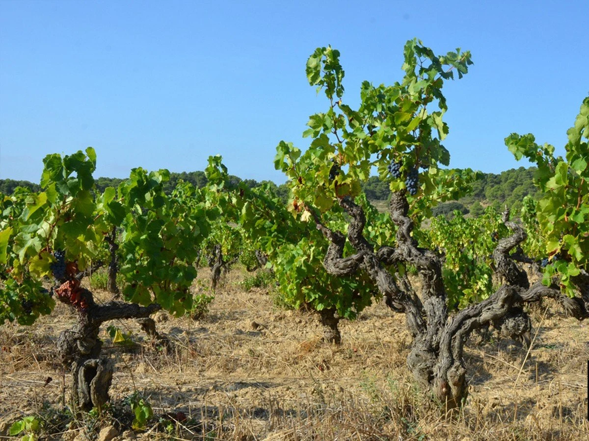 Domaine La Tour Boisée