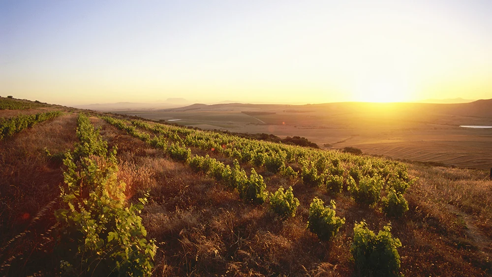 Mullineux winery in Swartland, a region Tapera watches for value, travel, and excitement.