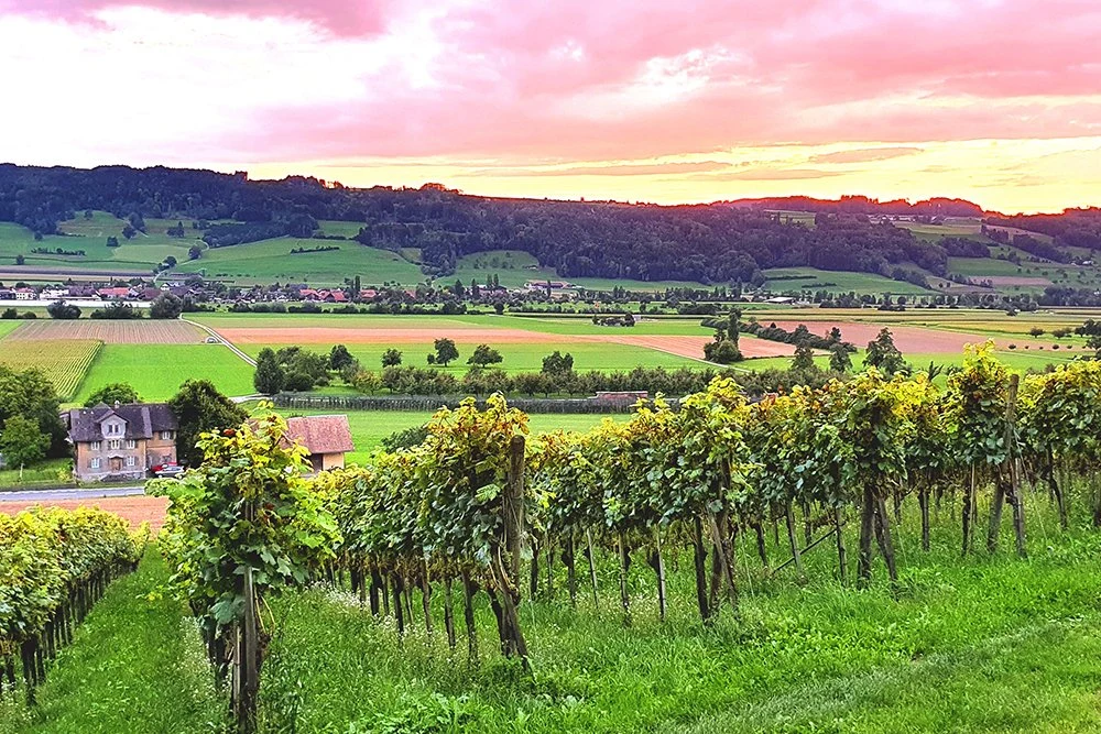 Weinbau Sempachersee
