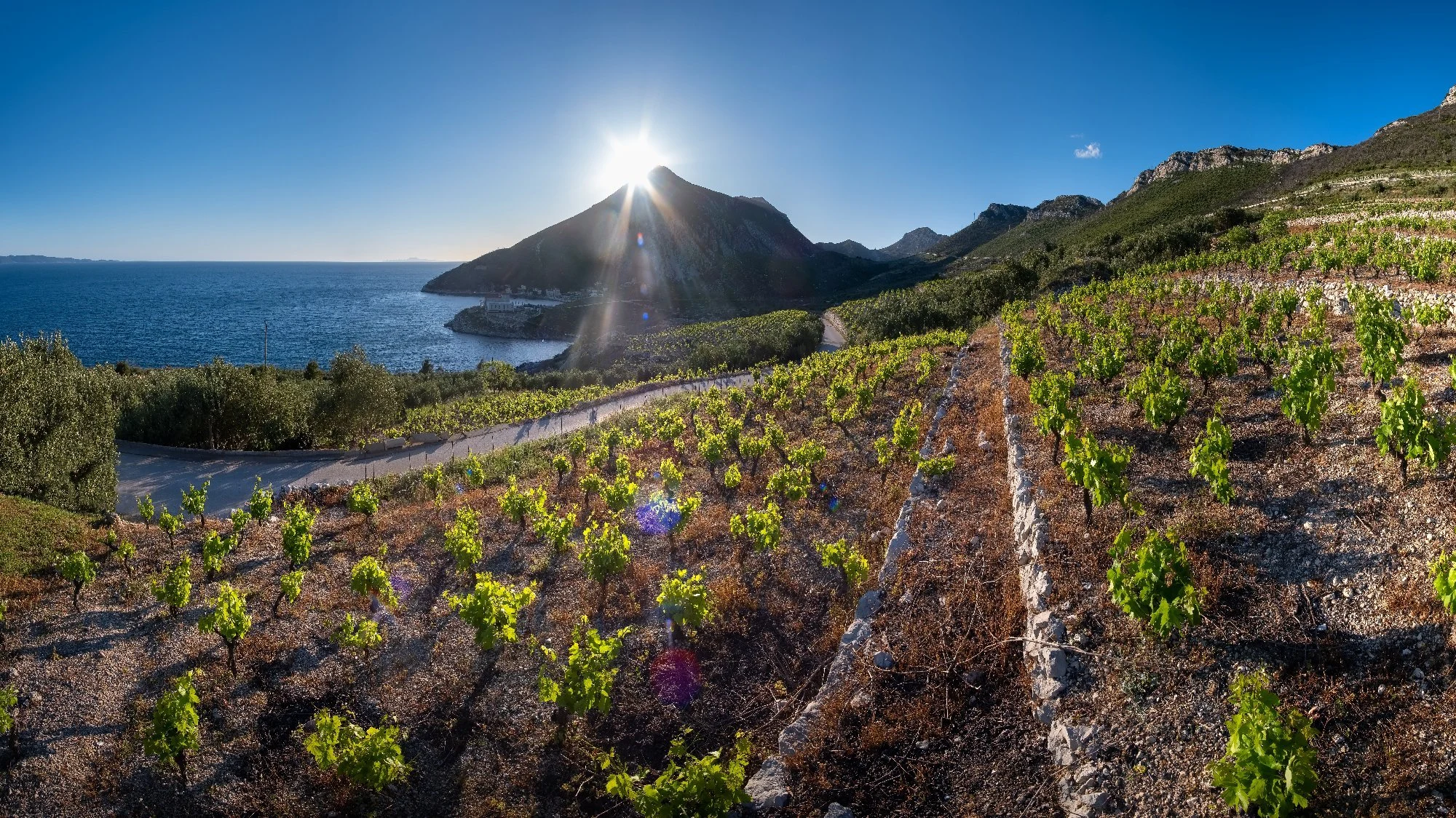 BEDEKOVICH WINES
