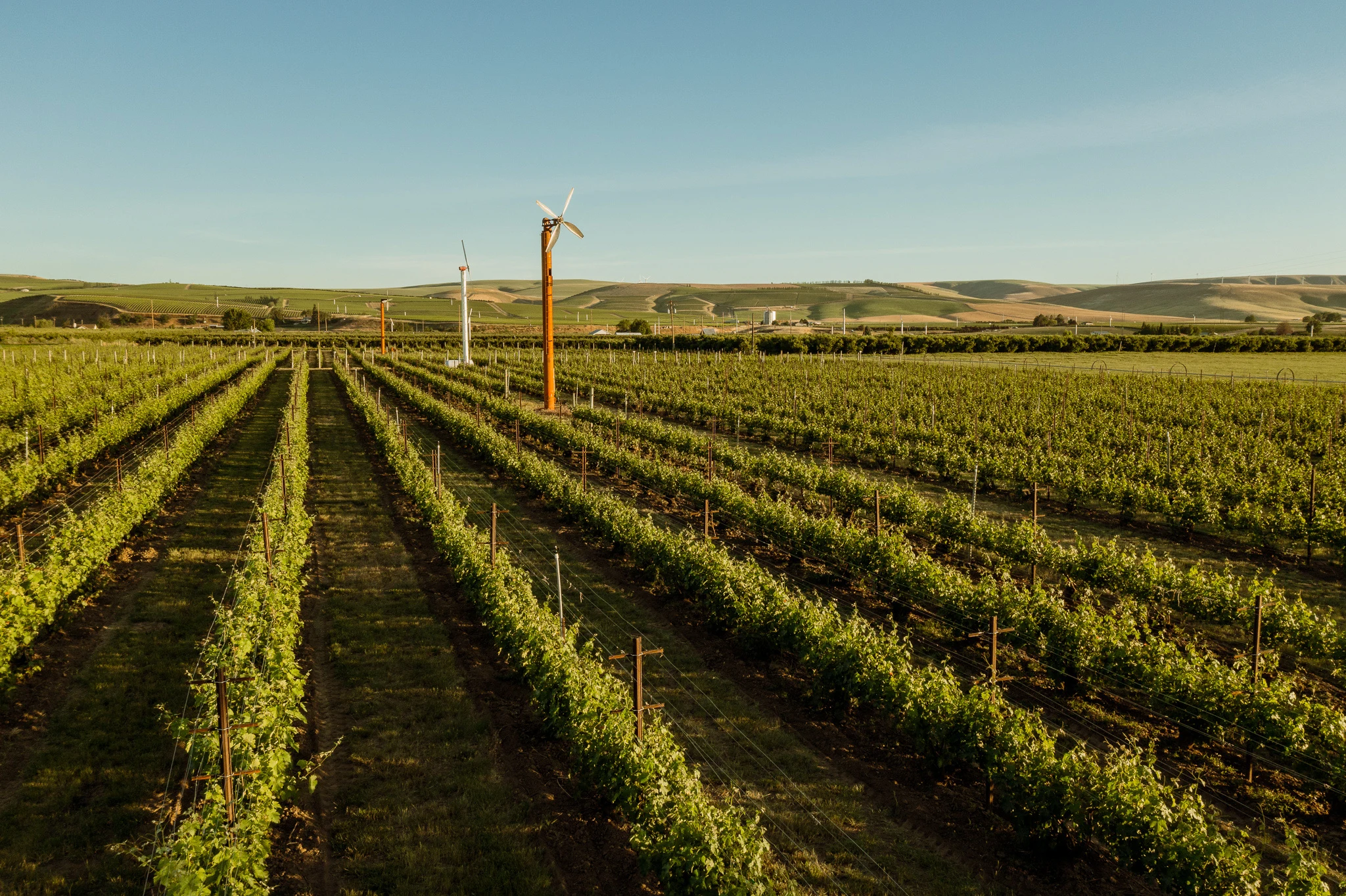 Force Majeure Vineyards