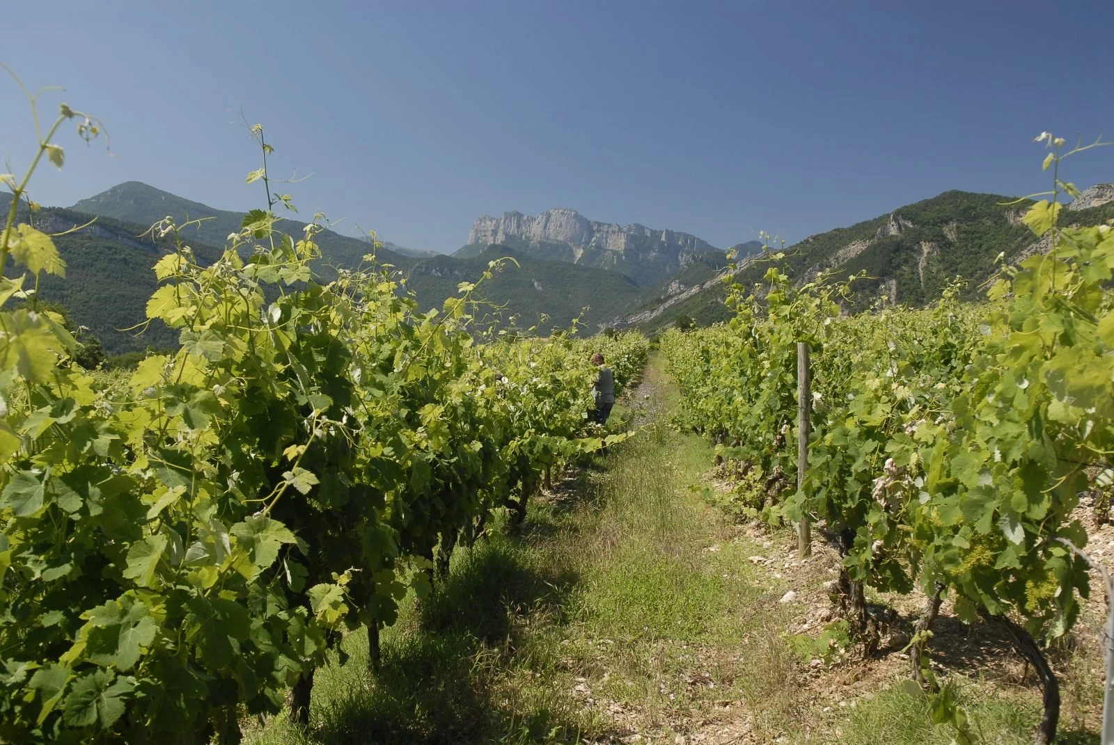 Union des Jeunes Viticulteurs Récoltants