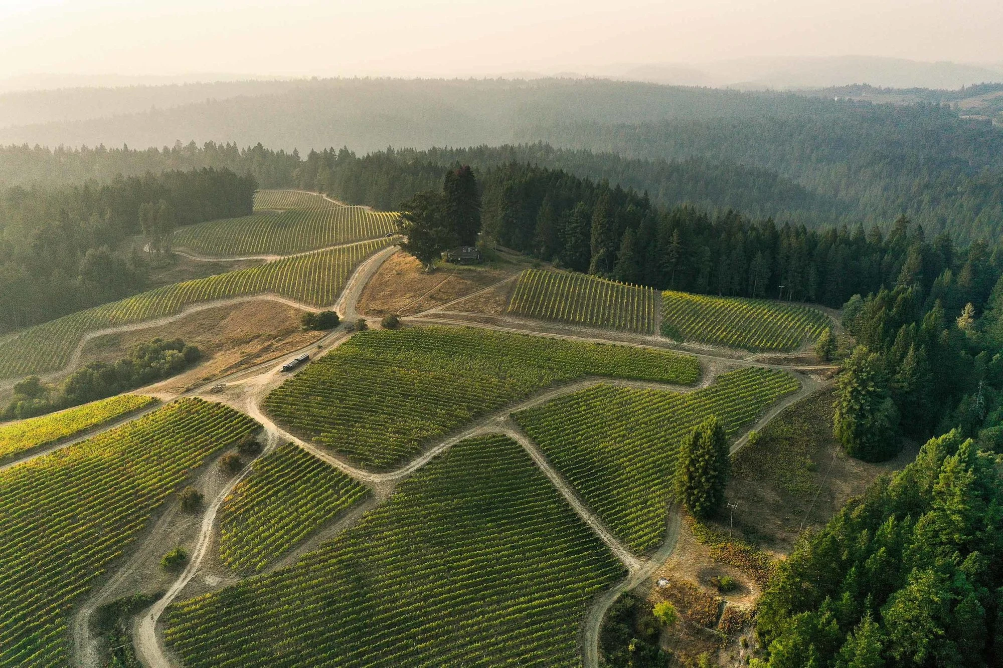 Peay Vineyards