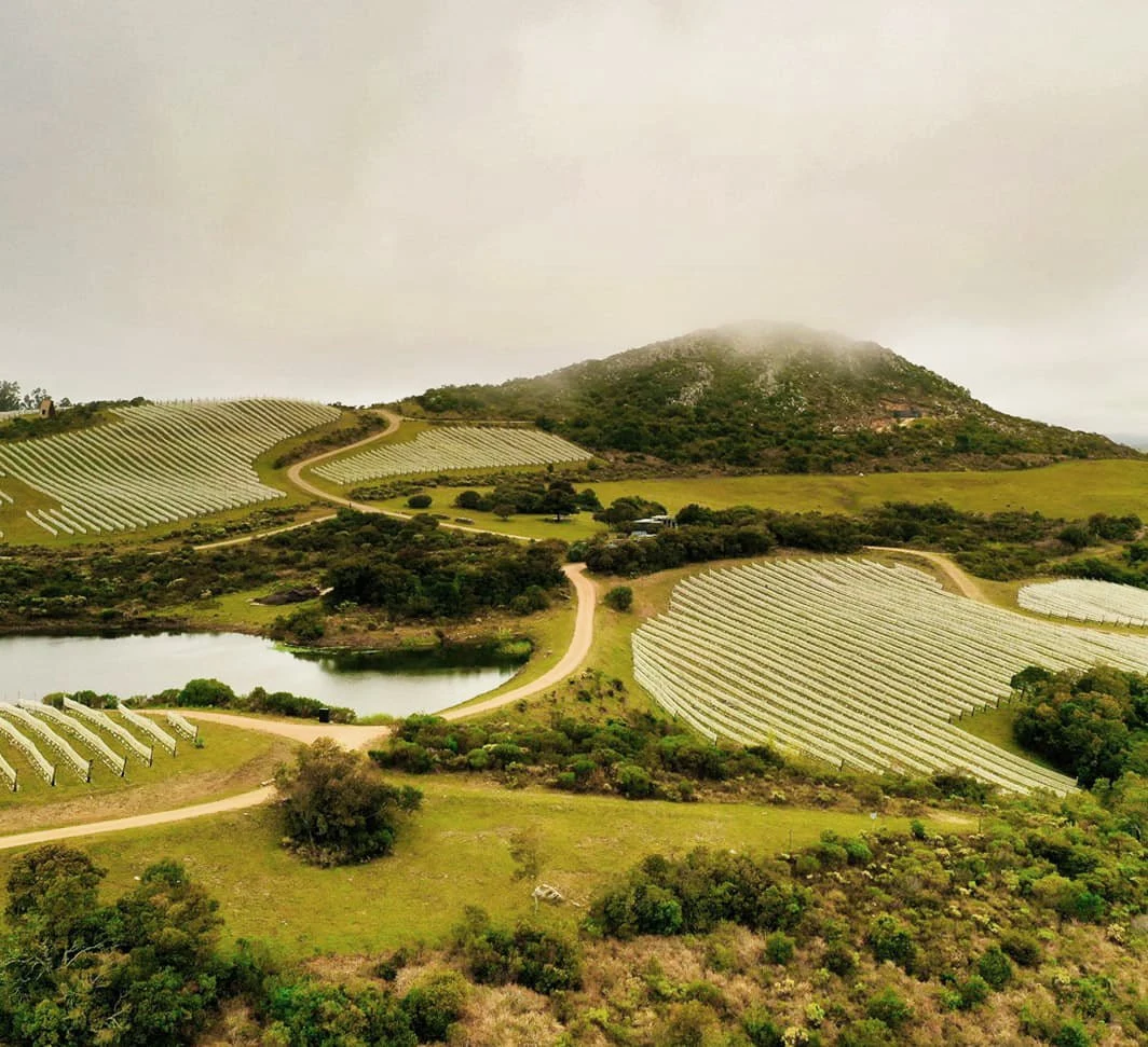 Bodega Toscanini Hnos