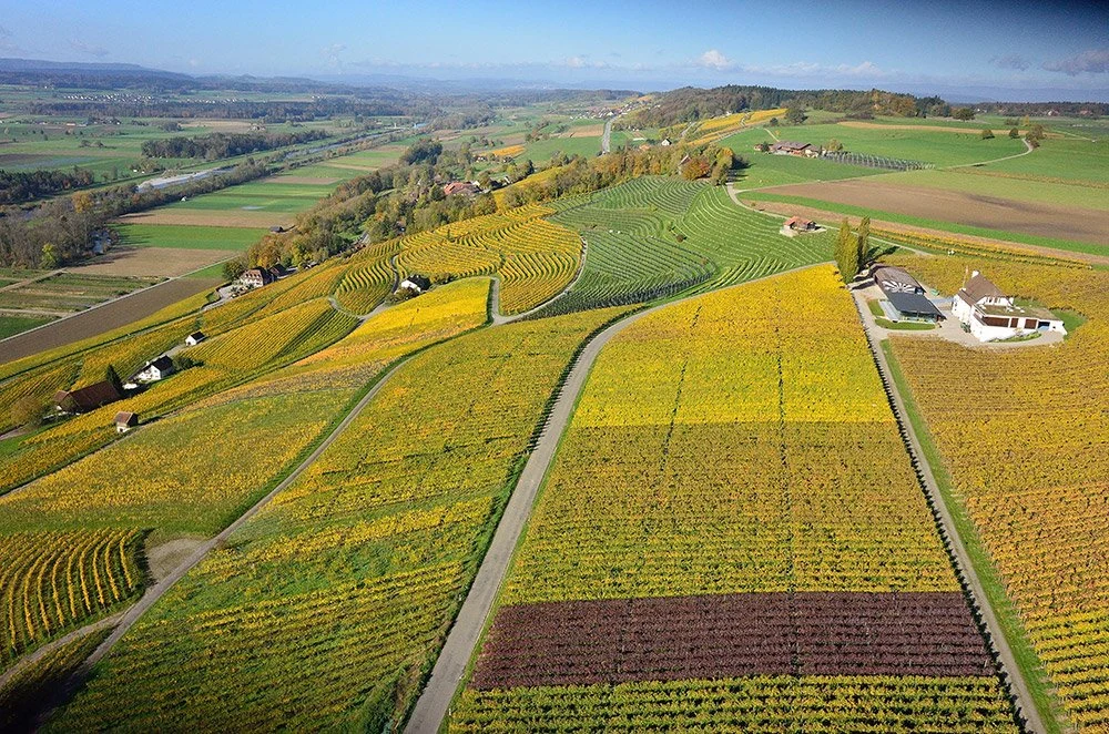 Weingut Hausammann
