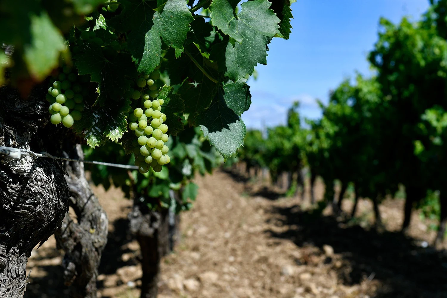 Les Domaines Paul Mas
