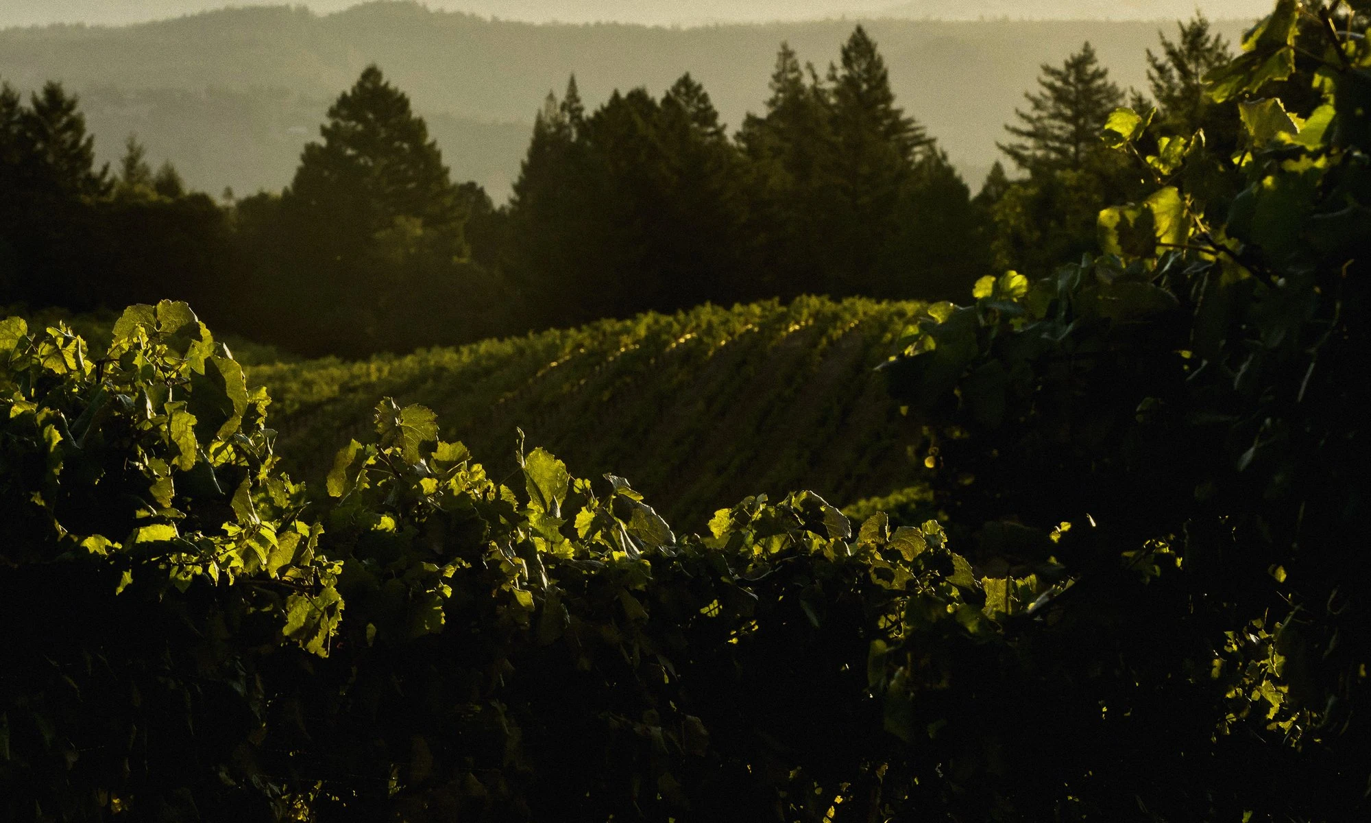 Chase Cellars