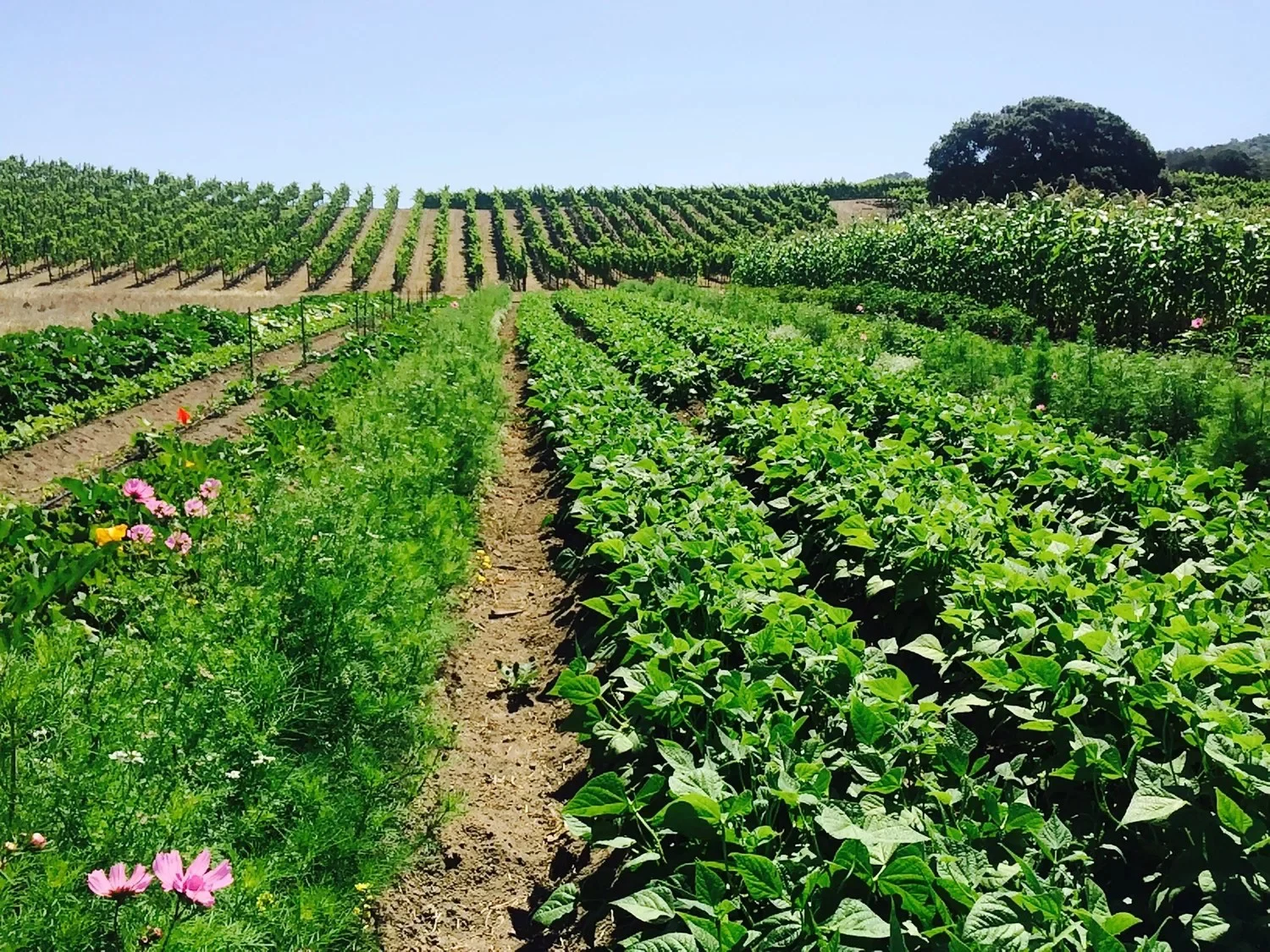 Kibo Farm produce producer, workshop, farm, or product
