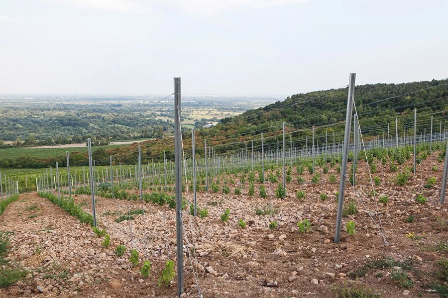 Carpinus Family Winery