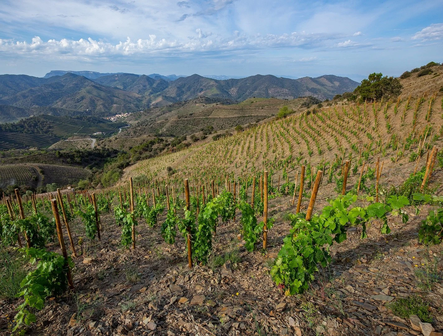 Celler Ardèvol