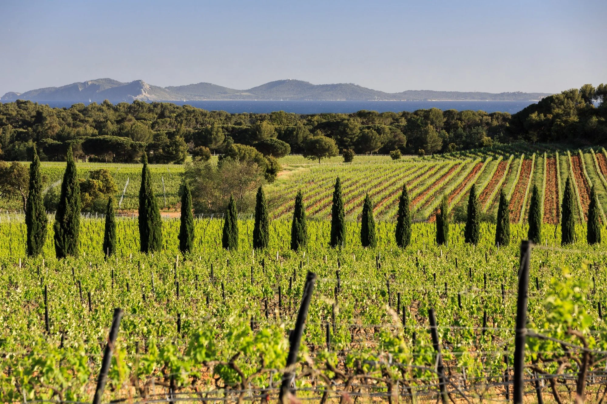 Champagne Taittinger