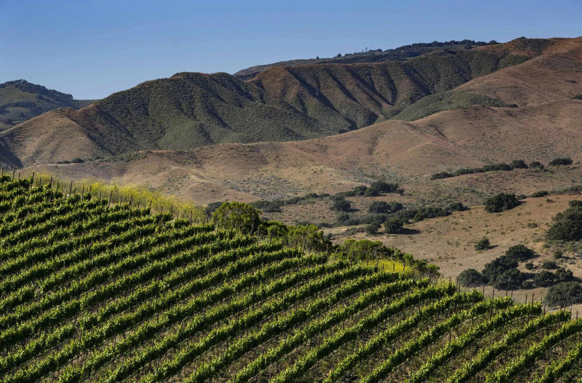Dierberg Vineyard