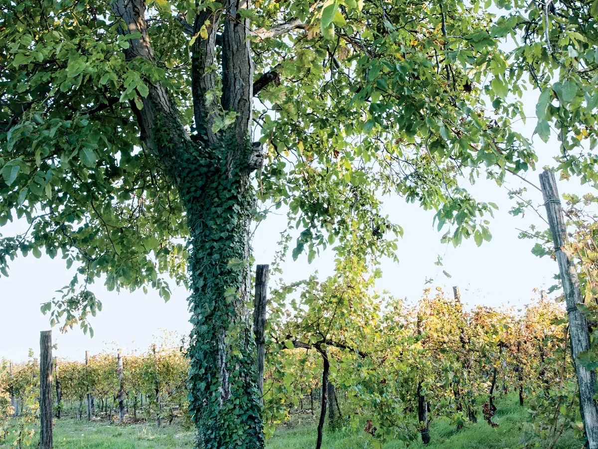 A vineyard with wooden posts supporting grapevines, featuring ivy-covered vertical supports and rows of vines extending into the distance.