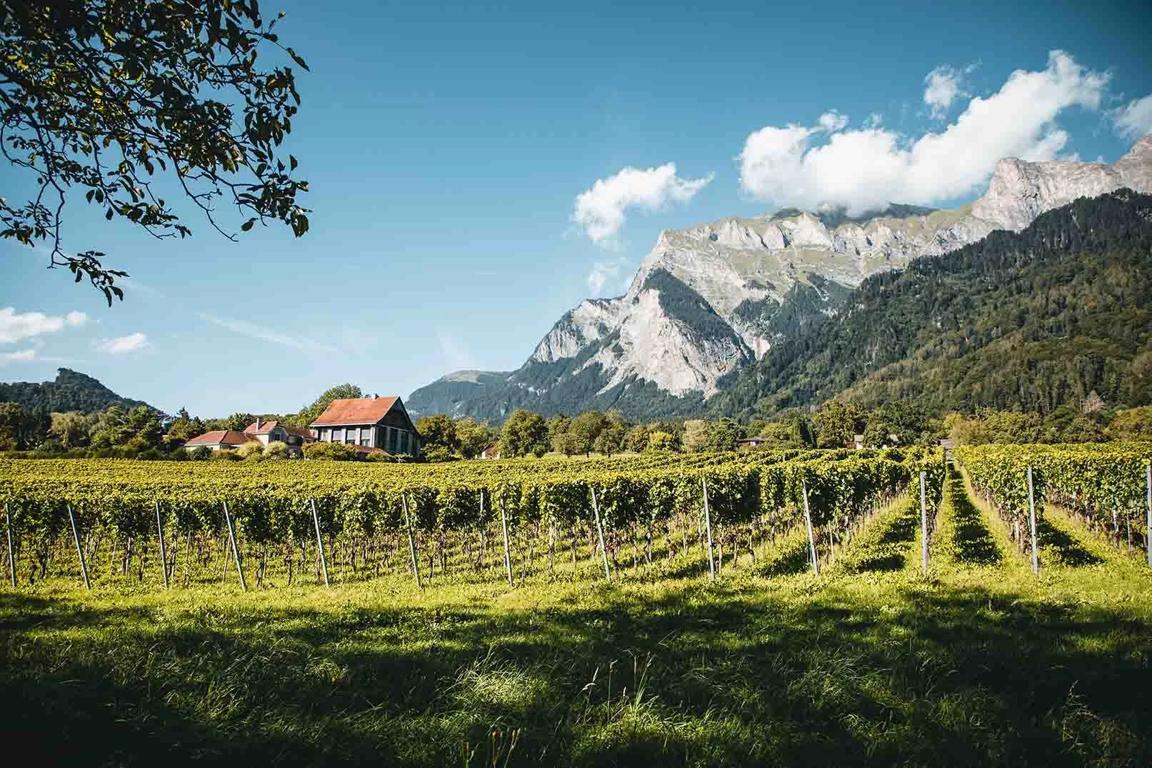 Weingut Pola
