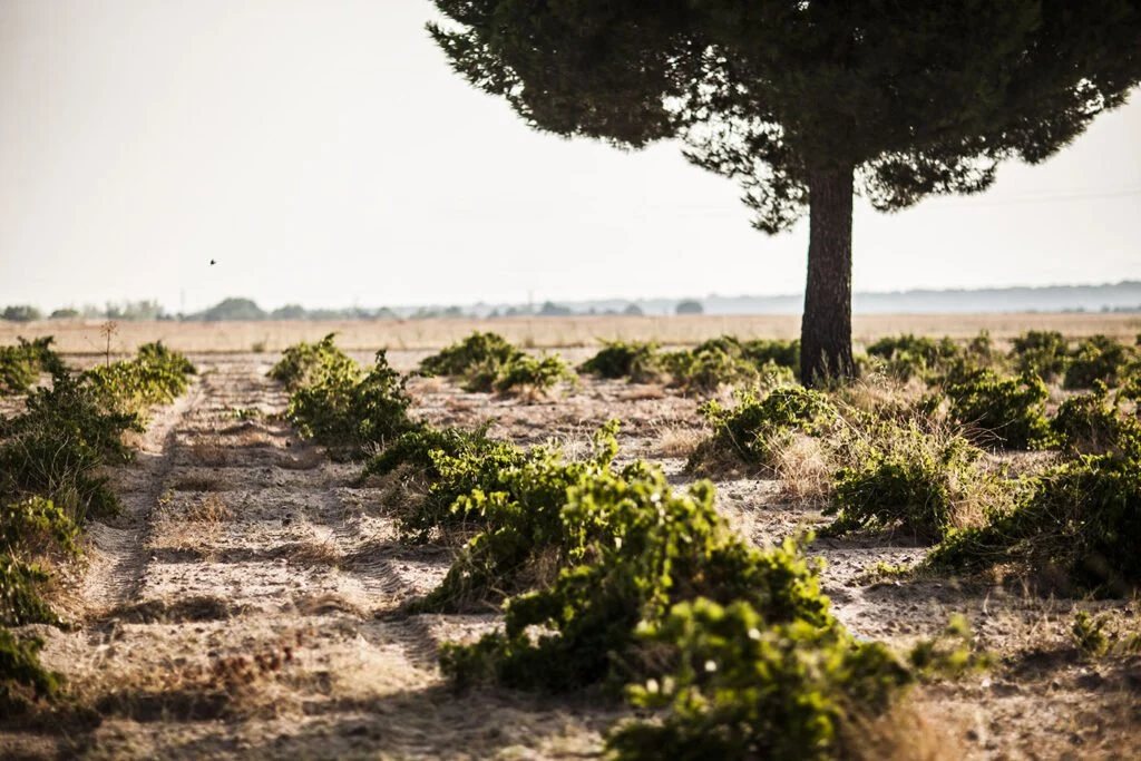 Bodegas Menade