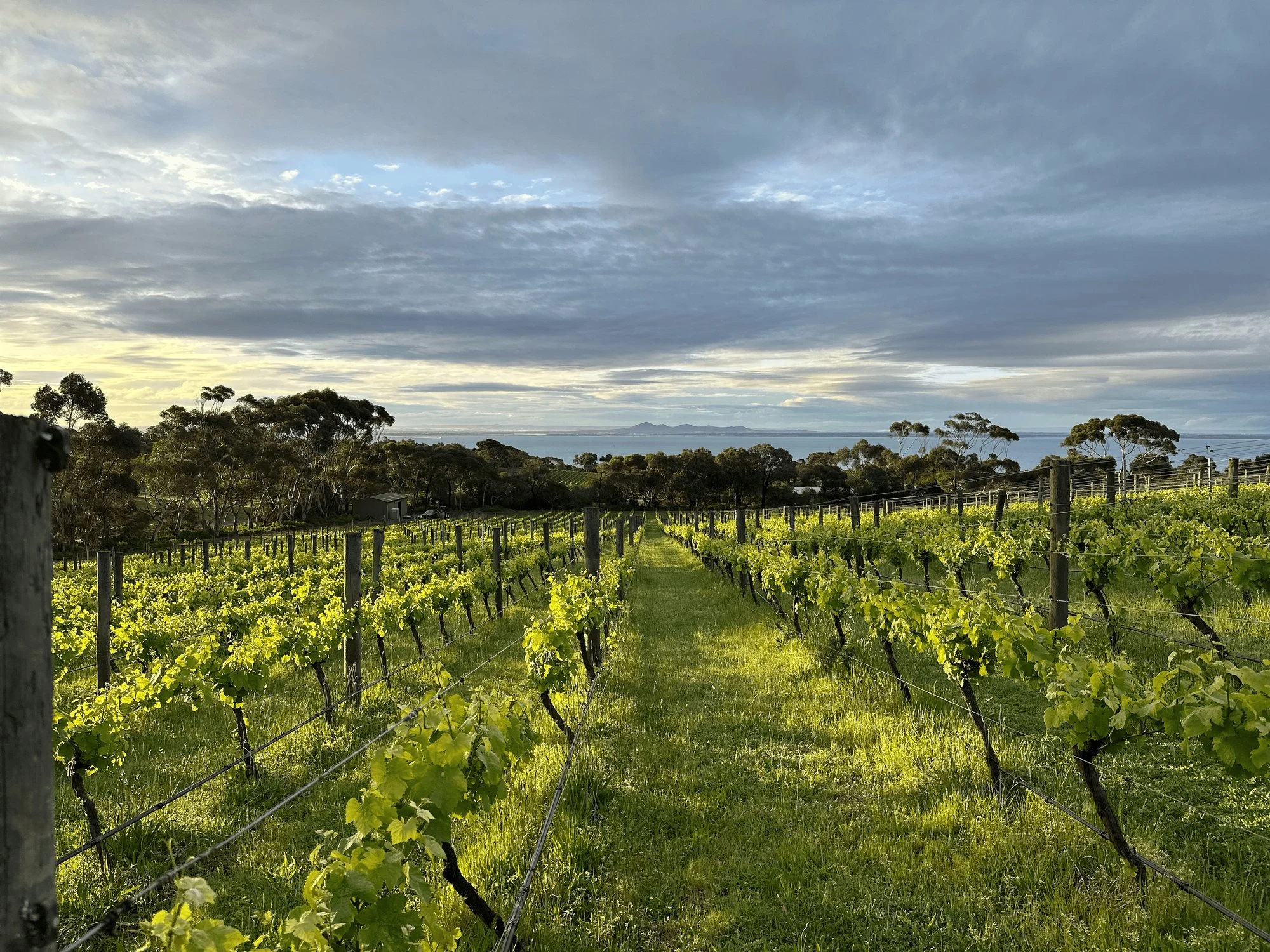 Mulline Vintners