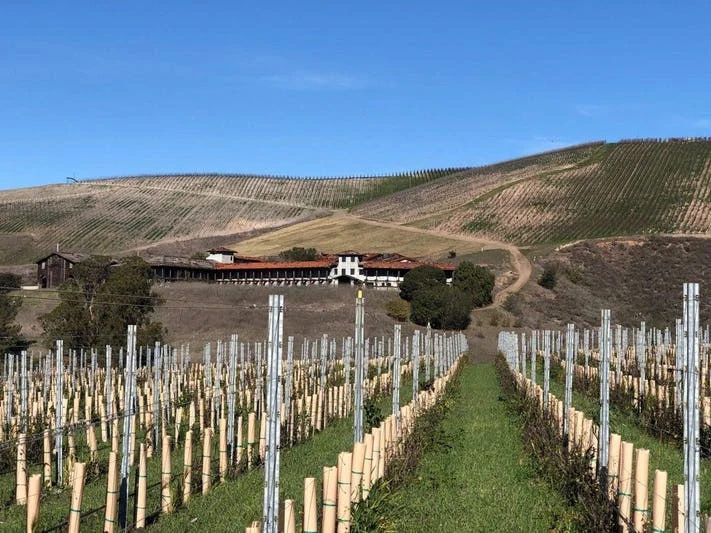 Dragonette Cellars
