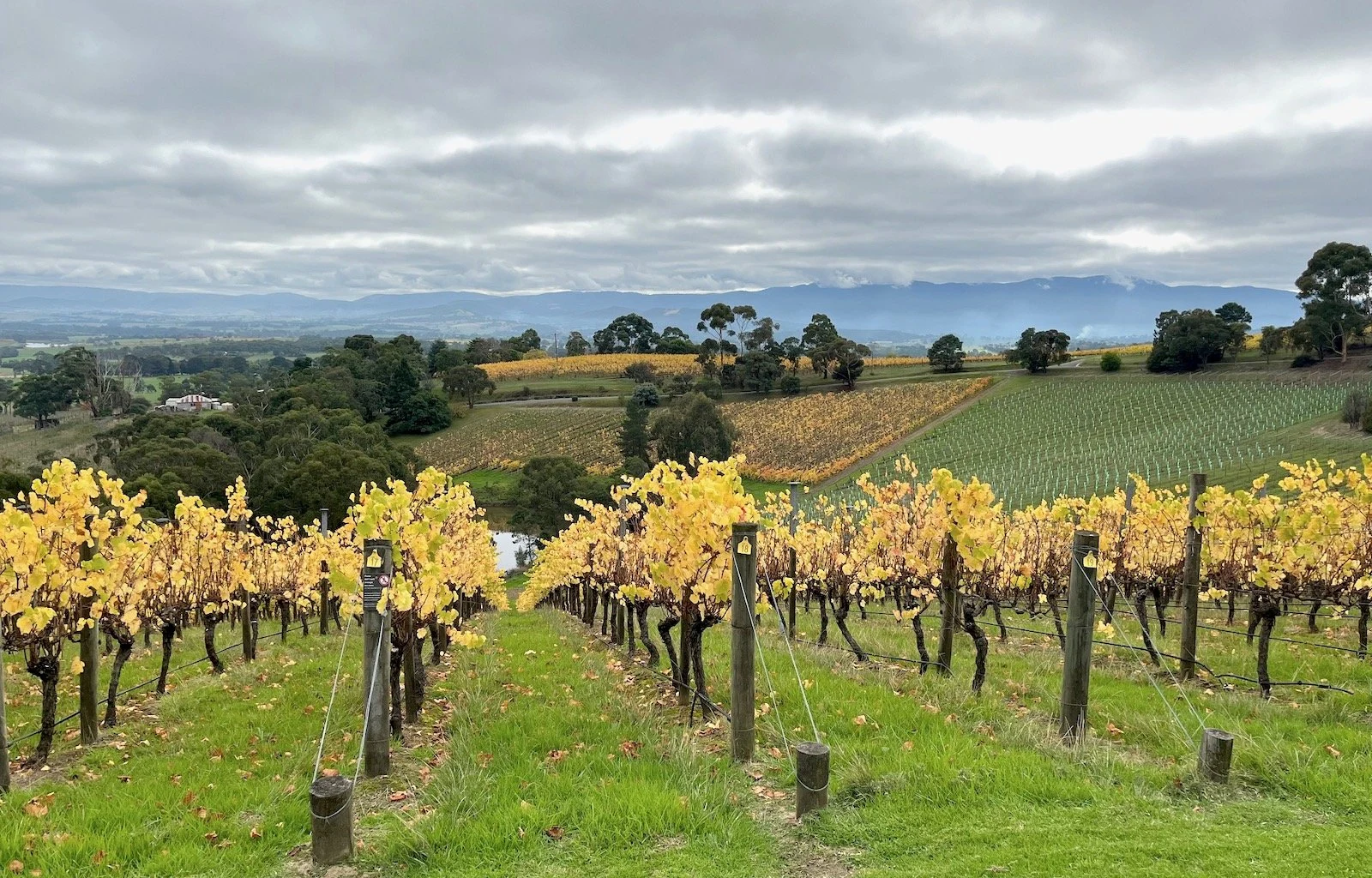 Bell Hill Vineyard