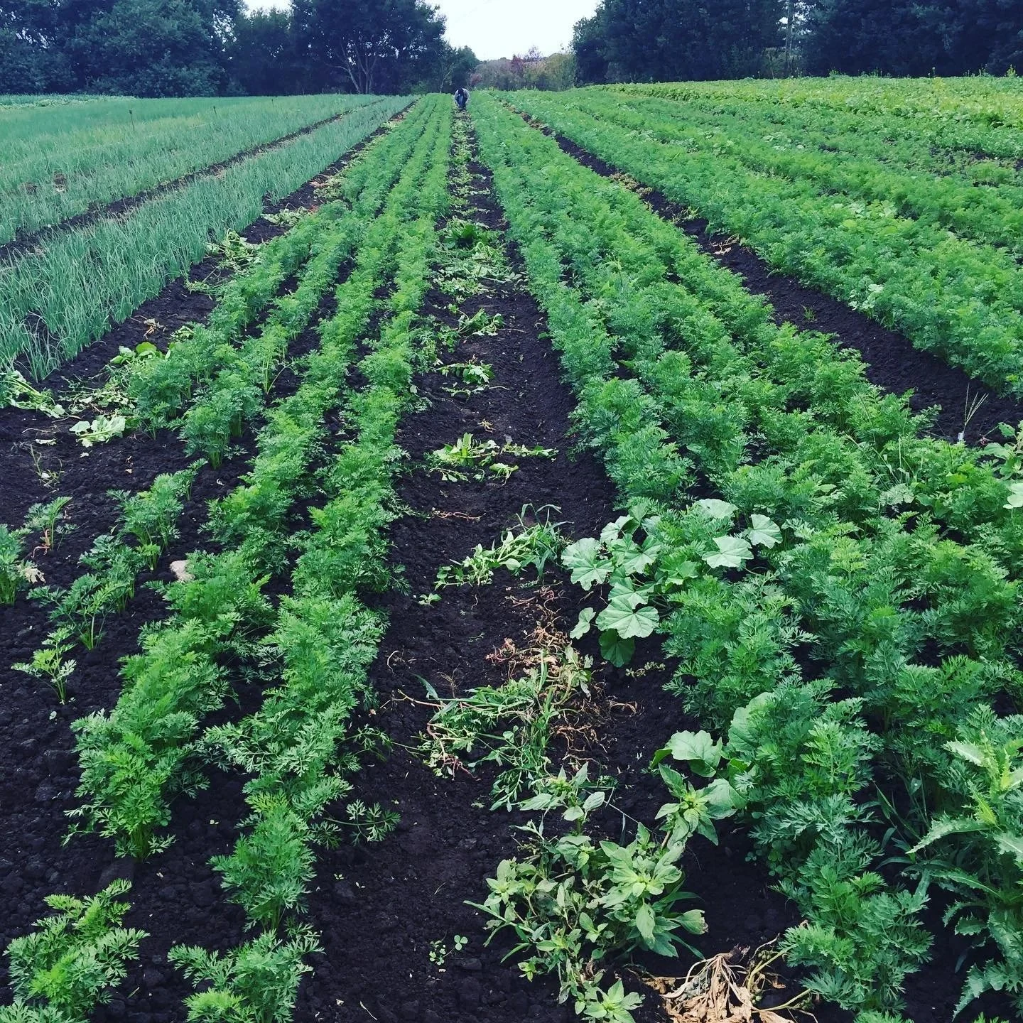 Dirty Girl Produce produce producer, workshop, farm, or product