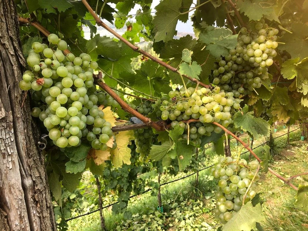 Azienda agricola Borgo Schiavin Prosecco Fato1734