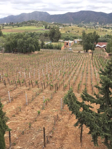 Aborigen Vinicola