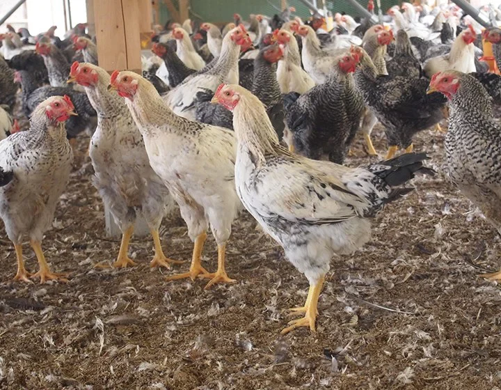 Ariake-yama Farm producer profile