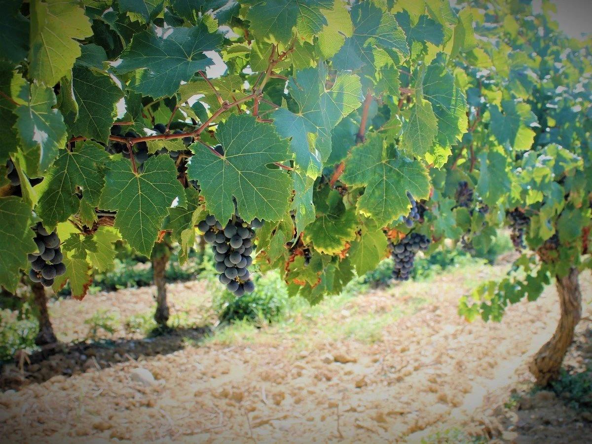 Domaine Girard