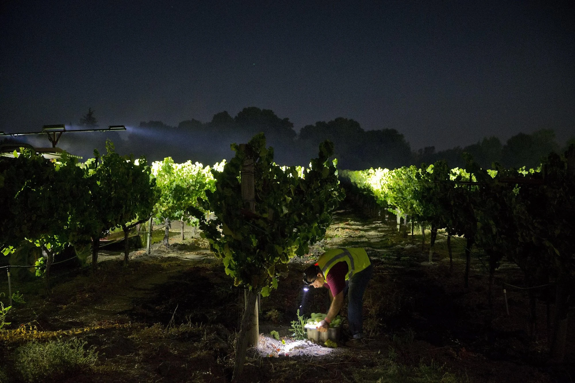Barefoot Wine