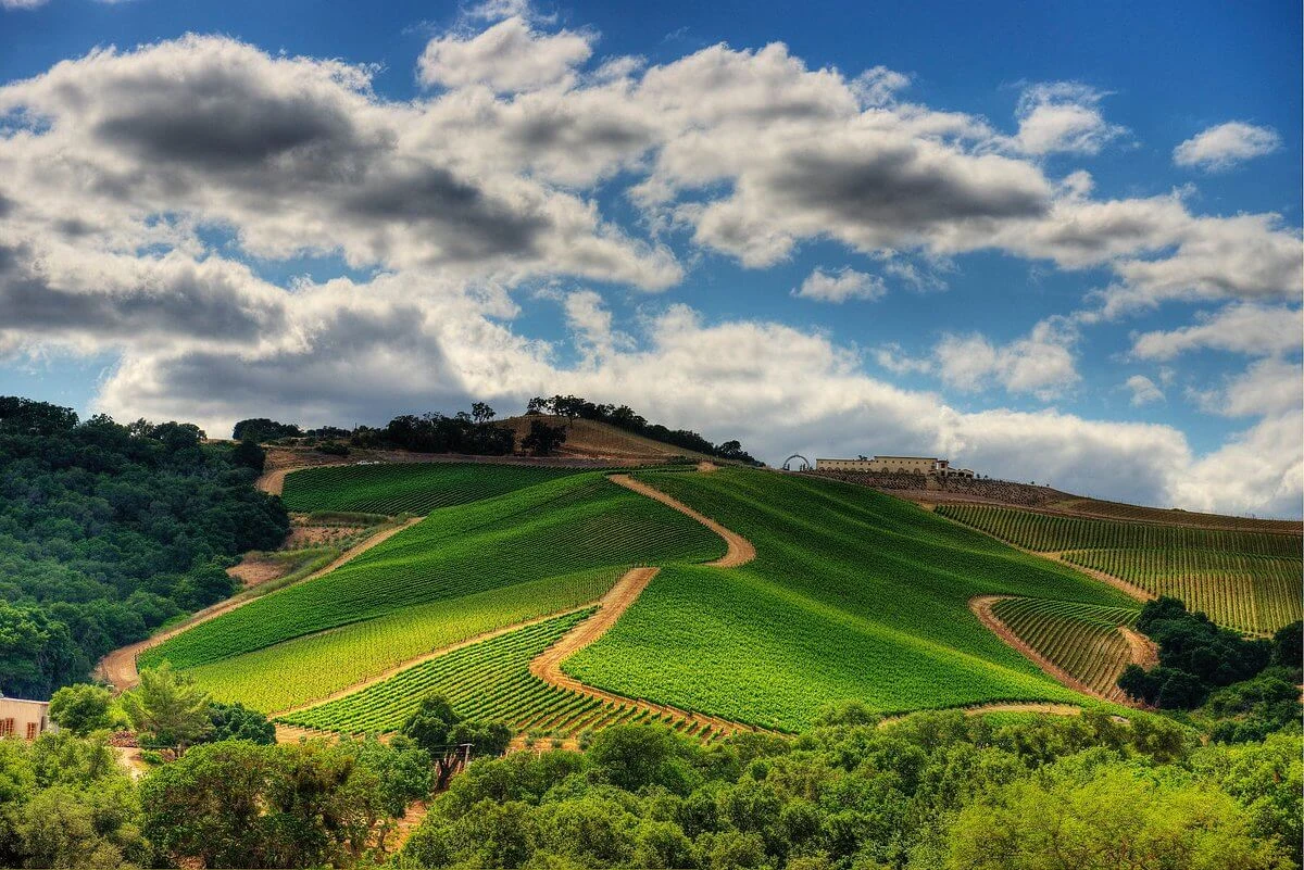 DAOU Vineyards