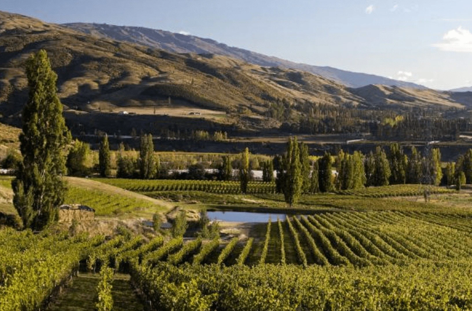 Felton Road Wines