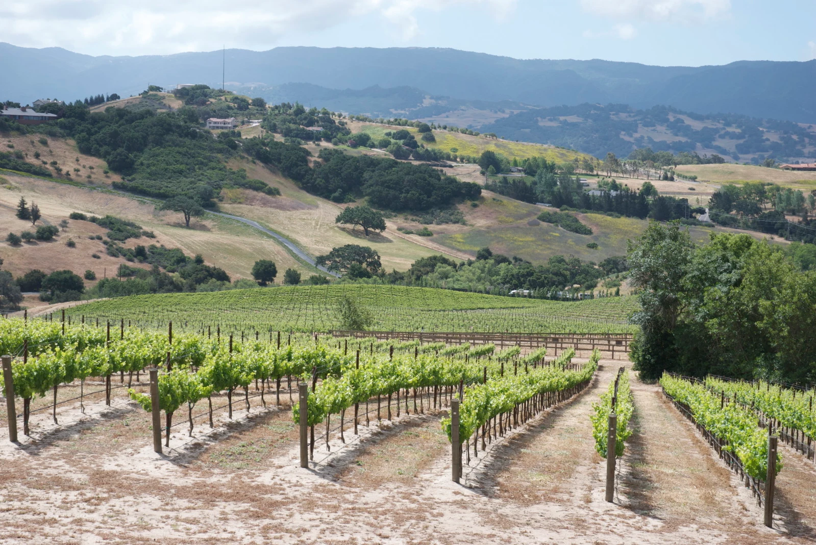 SAMsARA Wine Co.