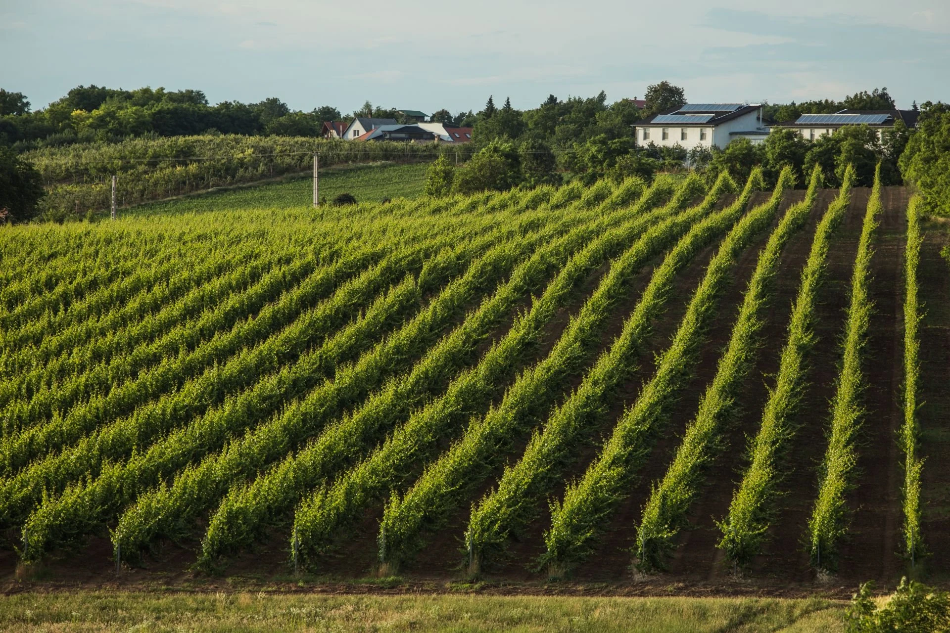 Babarczi Winery