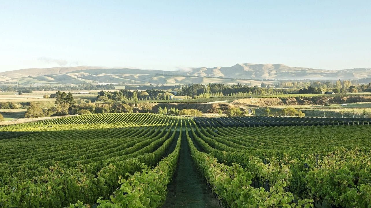 Bellbird Spring Wines