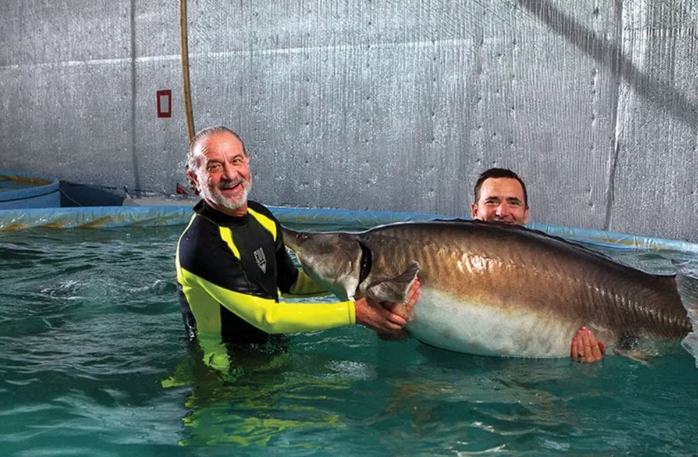 Sturgeon Aquafarms caviar producer, workshop, farm, or product