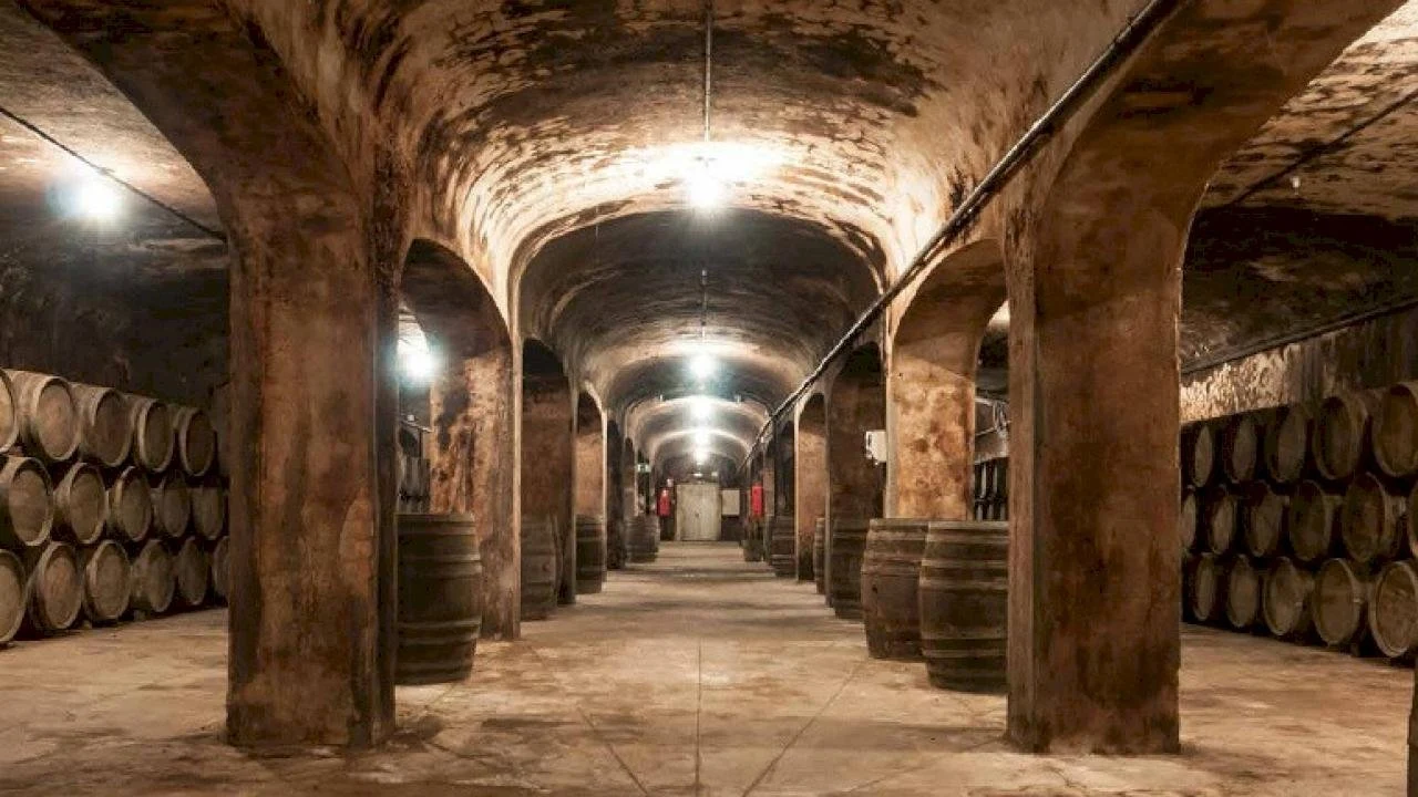 Bodegas y Viñedos del Mediterraneo
