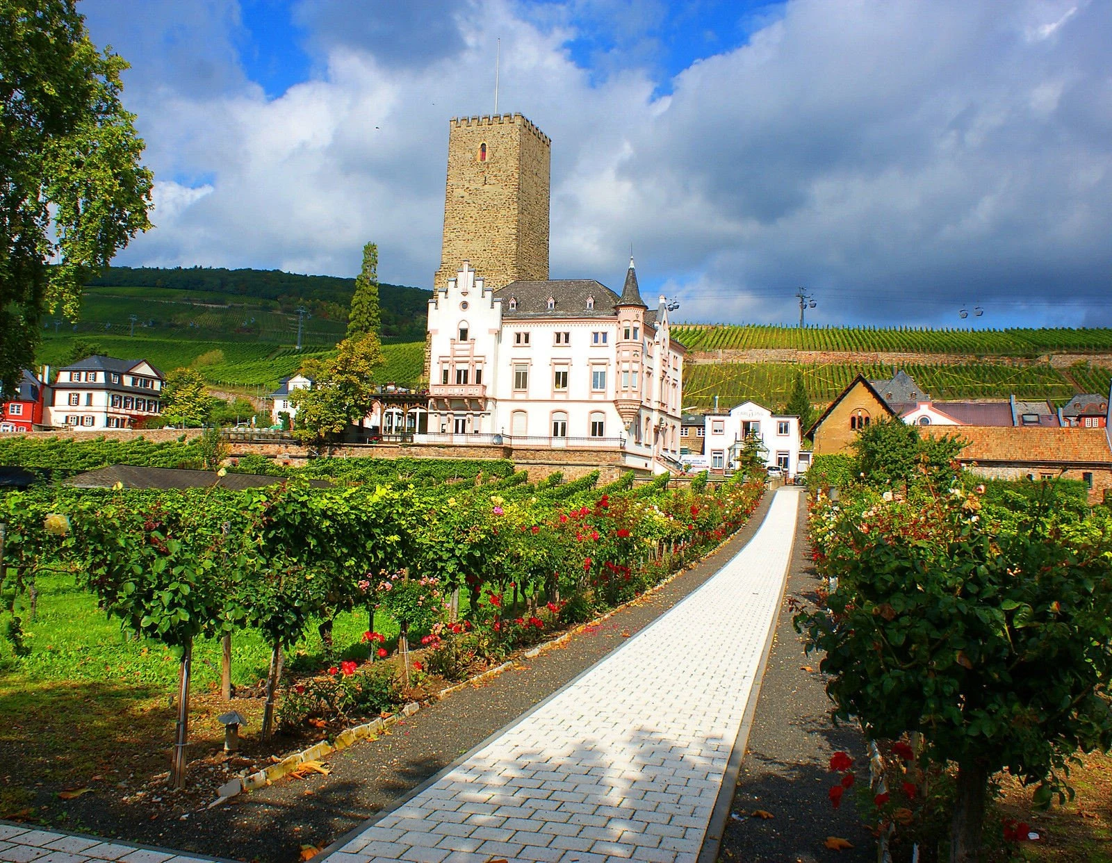 532 Riesling