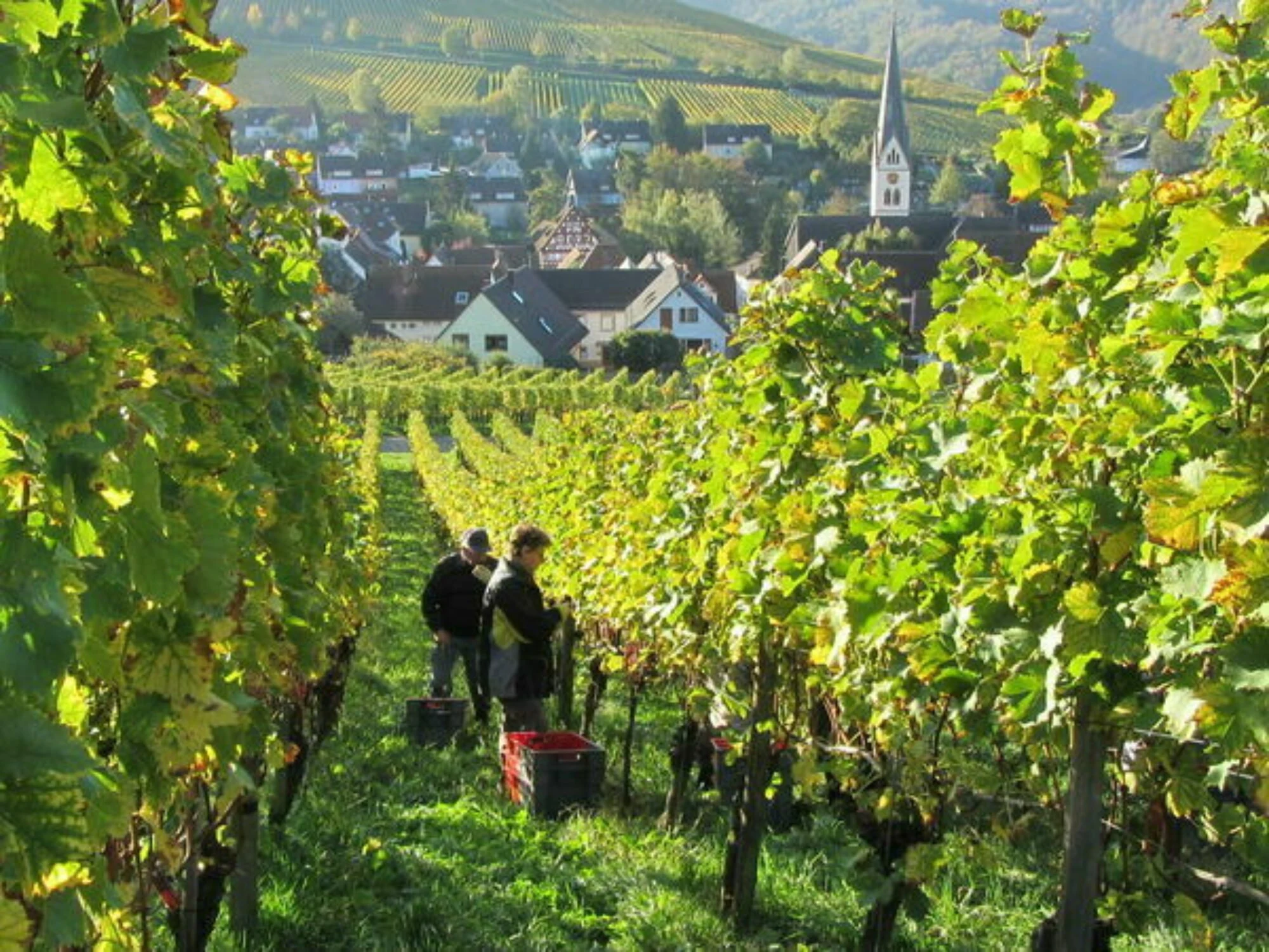Schlossgut Ebringen