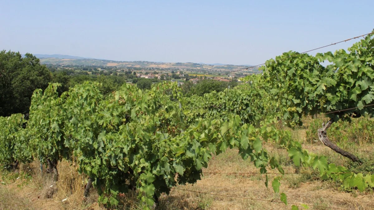 Mani di Luna