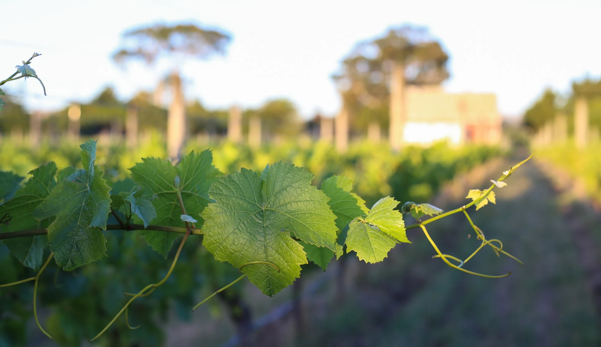 Schubert Wines