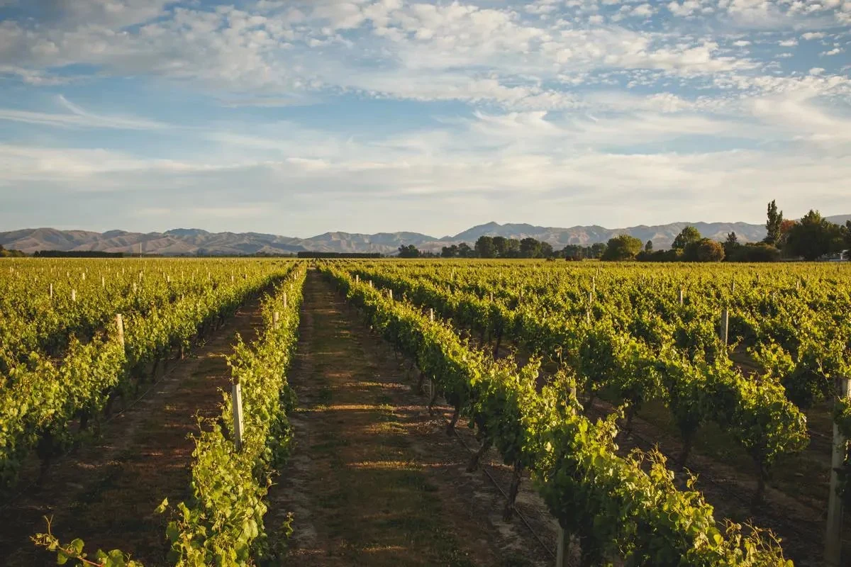 Hunter’s Wines