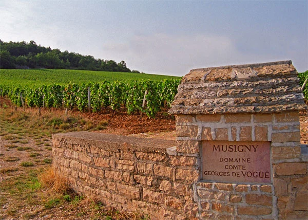 Domaine Comte Georges de Vogüé