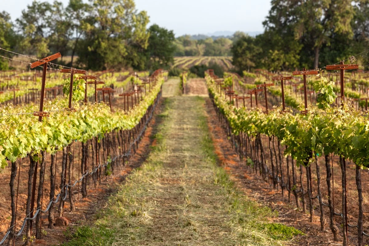 Foppiano Vineyards
