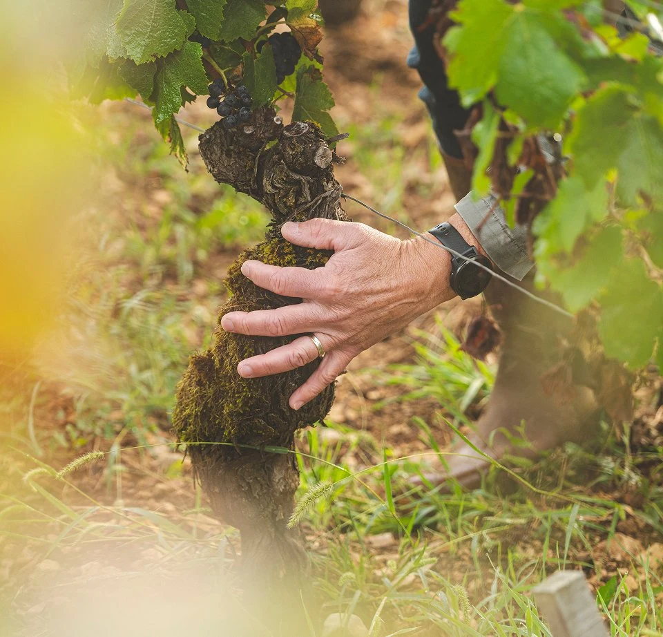 Domaine Pierre Vincent