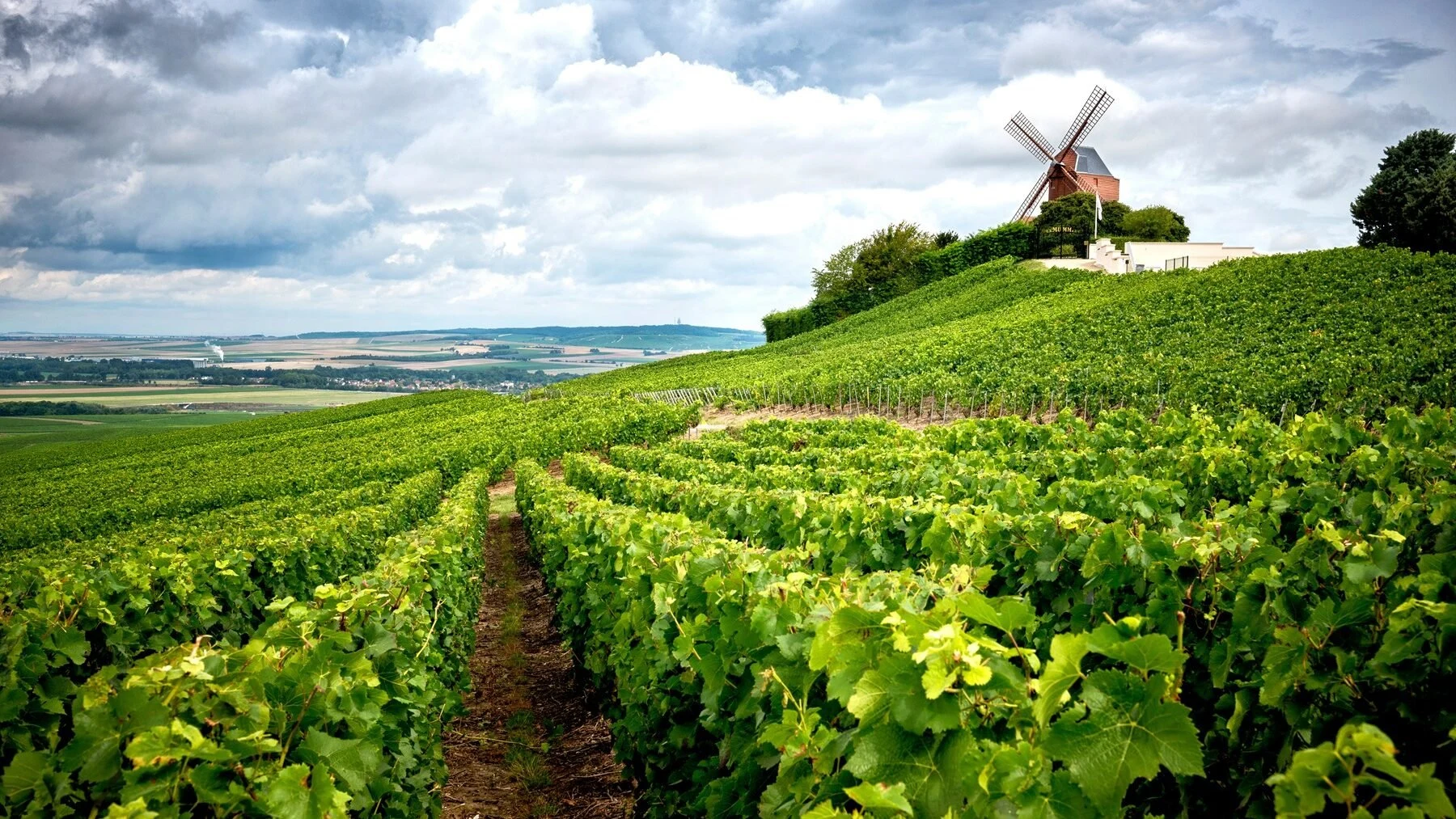 Champagne Dom Pérignon