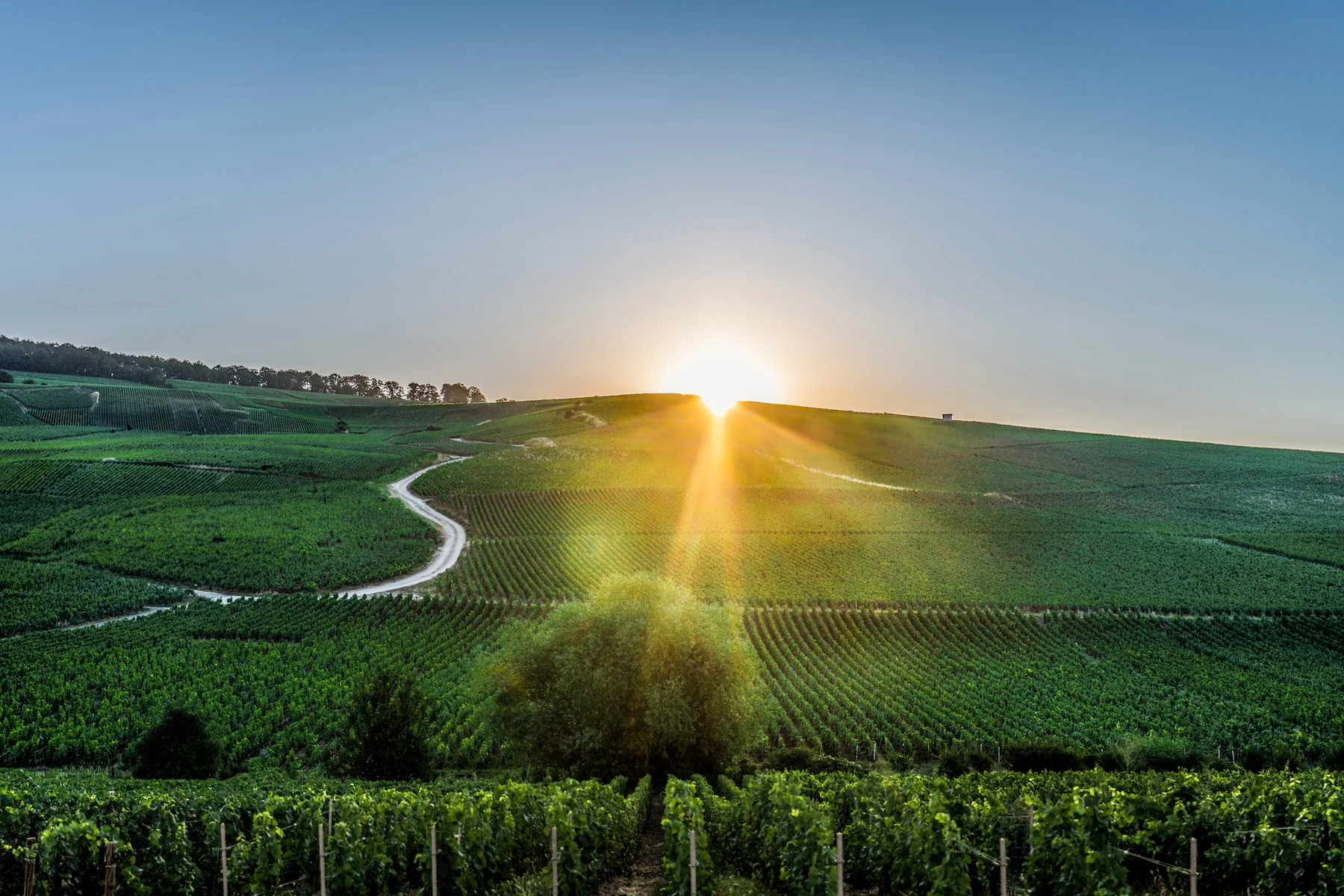 Charles Heidsieck
